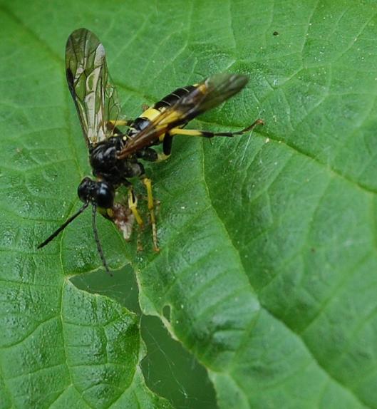 Tenthredo sp. (Tenthredinidae)